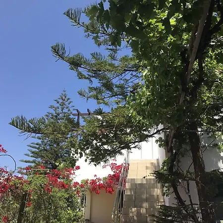 Oleander